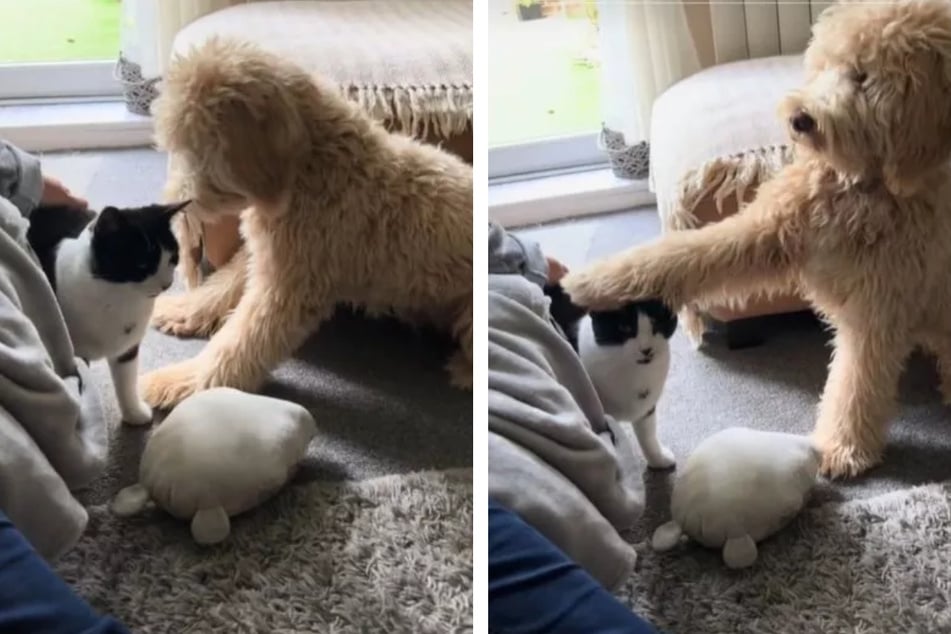 When Bailey the dog saw Kevin the cat being petted, he immediately wanted to imitate the hand gesture.