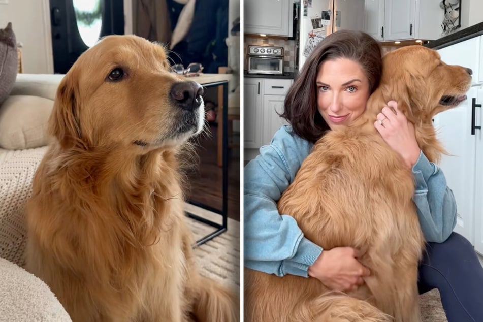 Golden Retriever Wally ist in den sozialen Medien inzwischen bekannt dafür, besonders emotional zu wirken.