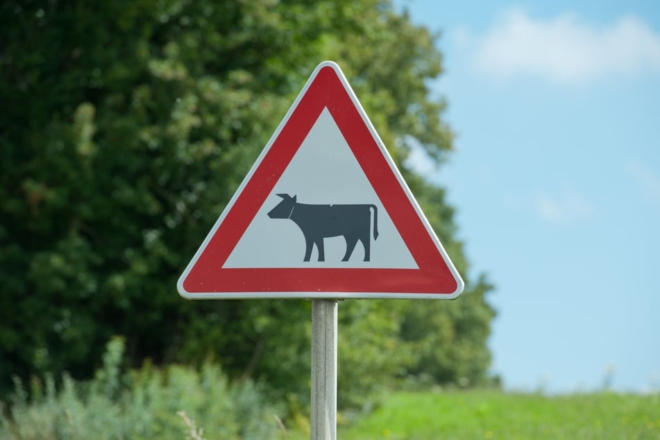 Auf einer Bundesstraße in Sachsen-Anhalt stieß am Freitag ein Auto mit einem Rind zusammen. (Symbolbild)