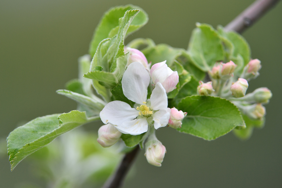Im Frühjahr 2020 hatte Spätfrost für Einbußen bei Obst- und Weinbaubetriebe gesorgt. Jetzt können Staatshilfen beantragt werden.