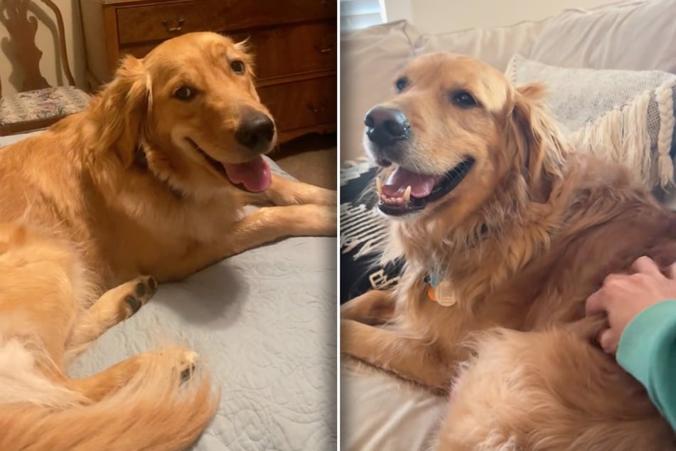 Golden Retriever Murph braucht mehr Streicheleinheiten als