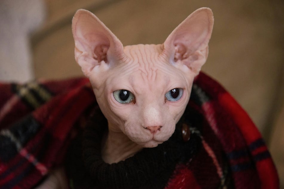 To be fair, the sphynx kind of deserves to be the cool kid.