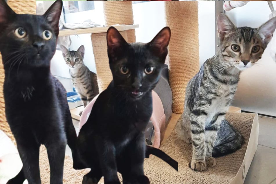 Gatitos en paquete de cuatro: ¿Quién puede darles un hogar a estos animales encontrados?