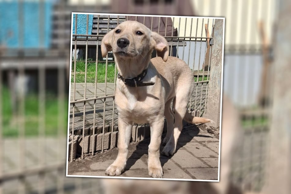 Die vier Monate alte Barbara ist bereit für ihren Neustart.