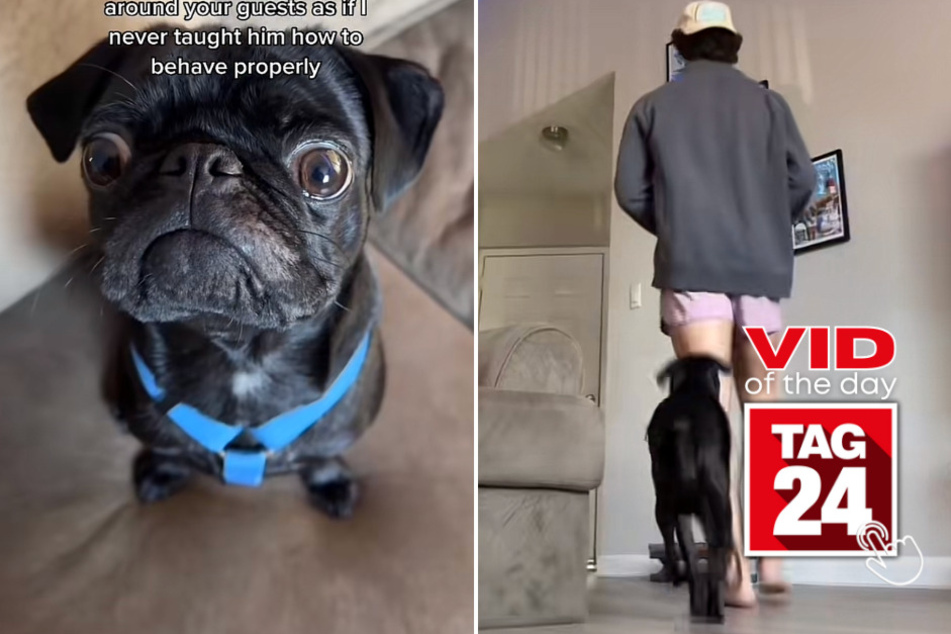 viral videos: Viral Video of the Day for May 9, 2023: Unruly pup gets the Mean Girls treatment