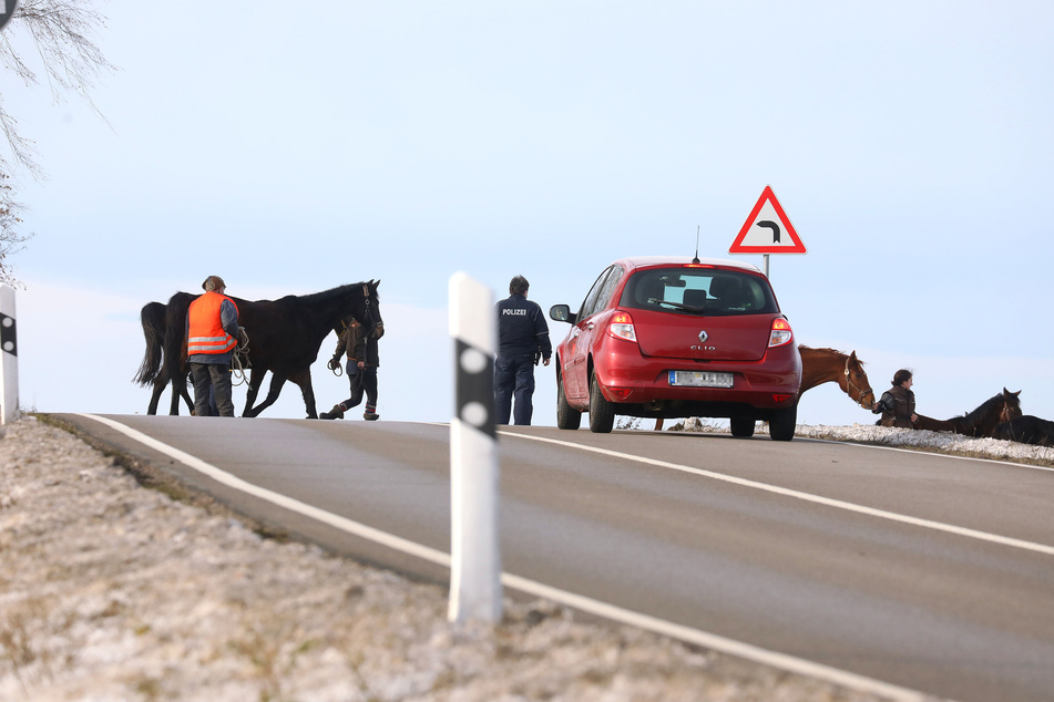 Die Tiere wurden anschließend von der Polizei und weiteren Helfern zurück auf die Koppel gebracht.
