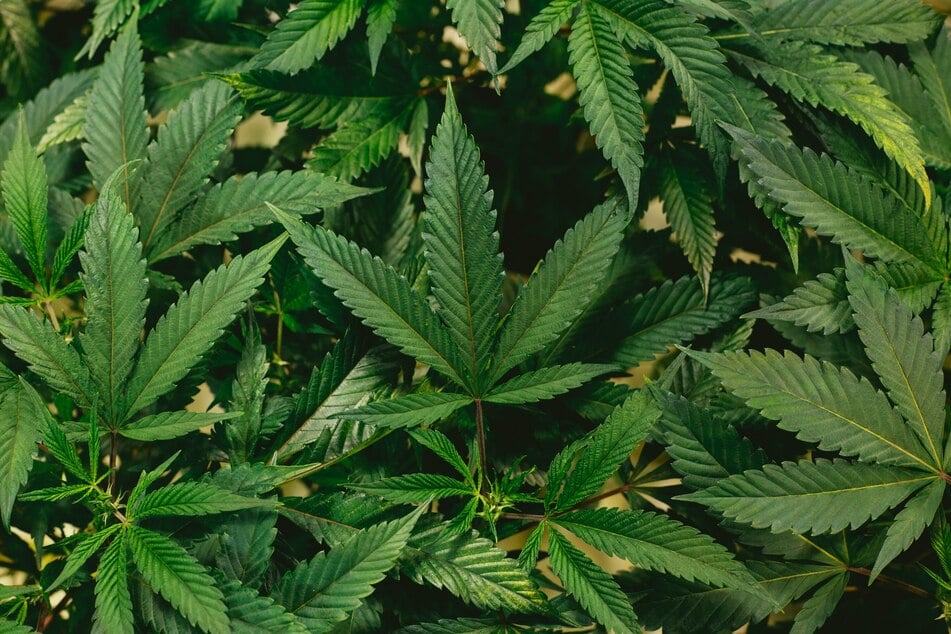 New studies show link between marijuana and health risks like heart attack and stroke