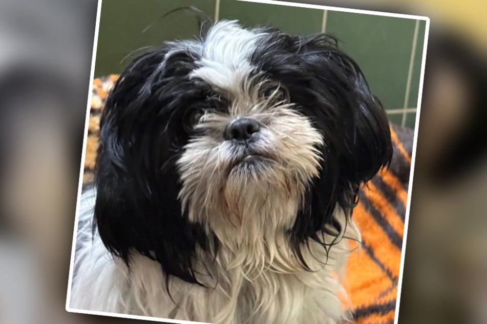 Lotta sucht Menschen, die sie überall hin mitnehmen und ihr ein bestmögliches Hundeleben ermöglichen.