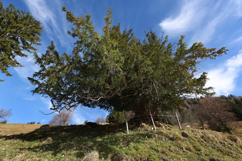 Die alte Eibe auf einer Bergwiese: Experten schätzen das Alter des Baumes auf rund 1100 Jahre.