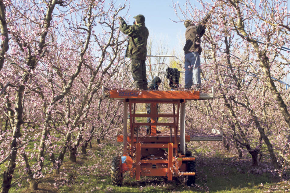Der Elwobot (kurz für Elektrisch betriebener Wein- und Obstbau-Roboter) soll Routinearbeiten in Plantagen wie Bäume schneiden einmal übernehmen.