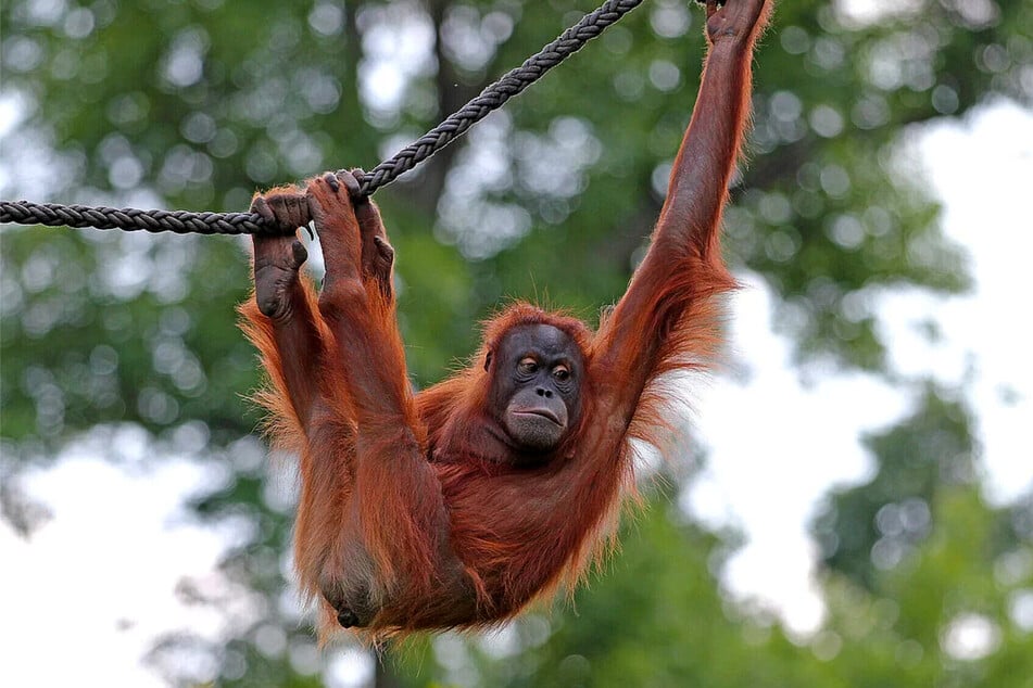 Die klugen Menschenaffen sind ein Publikumsmagnet im Zoo. (Archivbild)