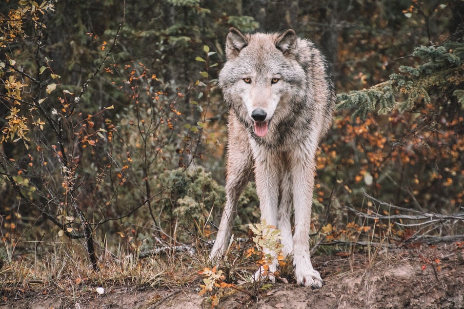 Gray wolves may no longer be protected under the Endangered Species Act.