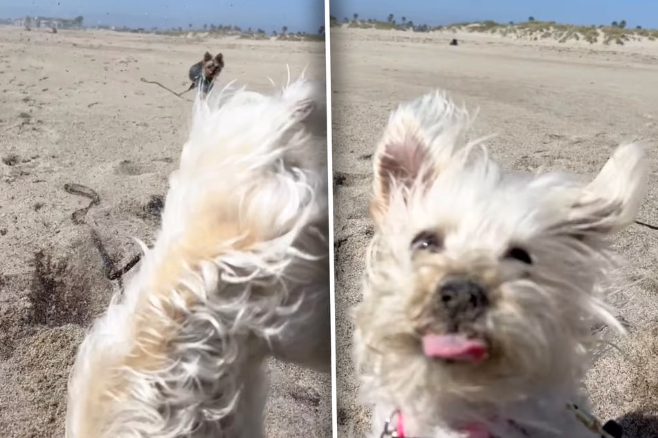 "Nichts passiert!" Das scheint Ellie ihrem Frauchen mitteilen zu wollen, als sie direkt nach dem Sturz zur Kamera hochspringt.