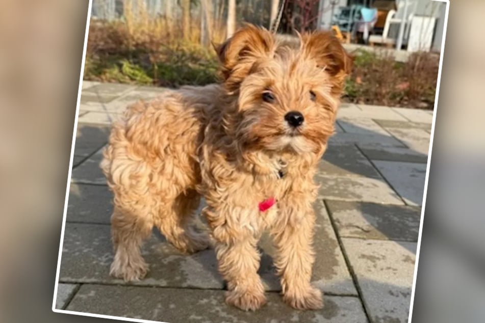 Hund Kalle ist erst drei Monate alt und träumt von einem liebevollen Zuhause auf Lebenszeit.