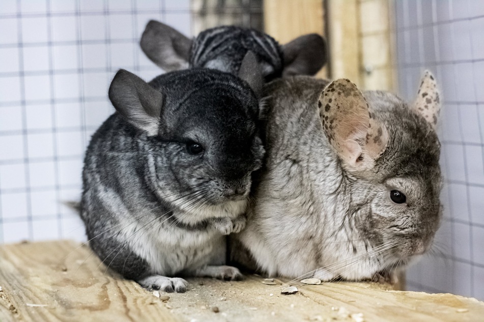 These rodents that are prized by the fashion industry for their extremely soft, silky fur (stock image).