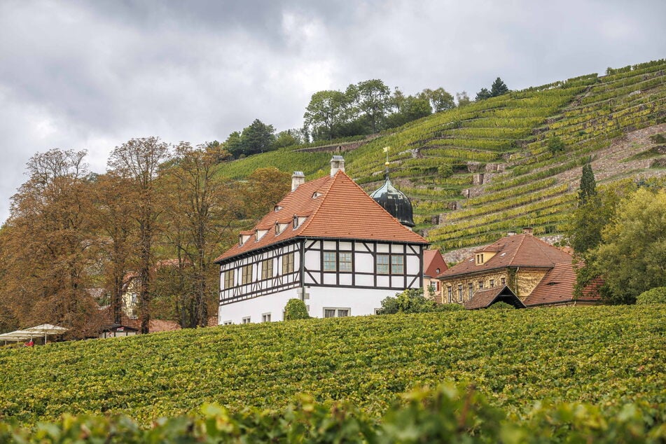 Das Radebeuler Weingut Hoflößnitz ist Sachsens einziges zertifiziertes Bio-Weingut.