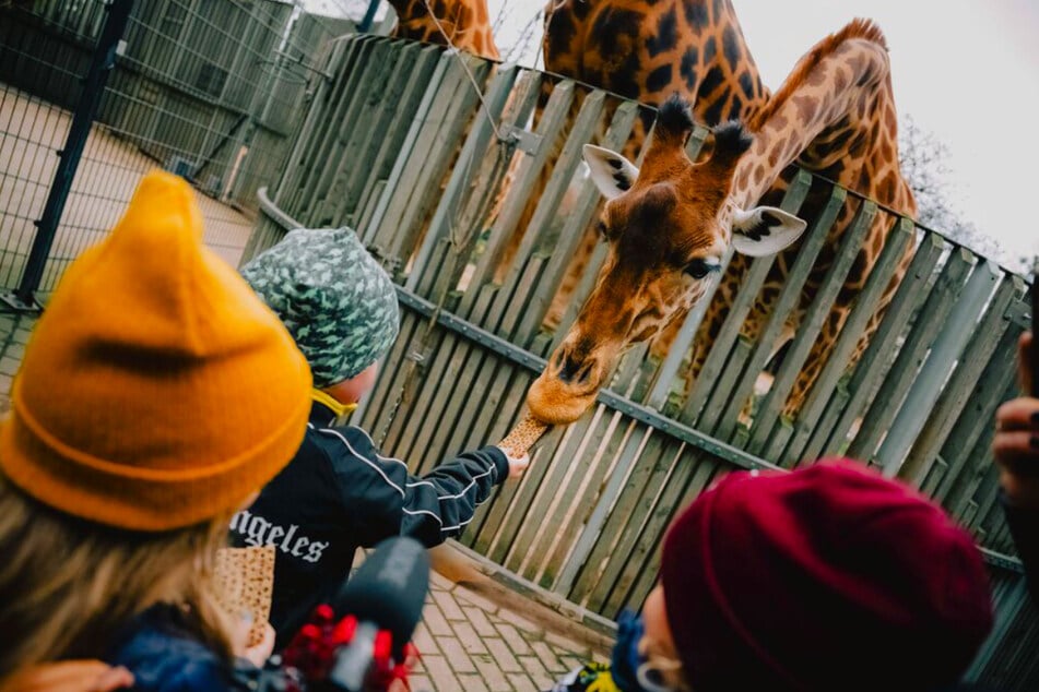 So einfach kann Euer Kind Teil der Giraffenbande in Dresden werden