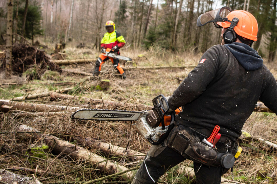 Waldarbeiter machen im Februar 2020 in einem sturmgeschädigten Areal Holz.