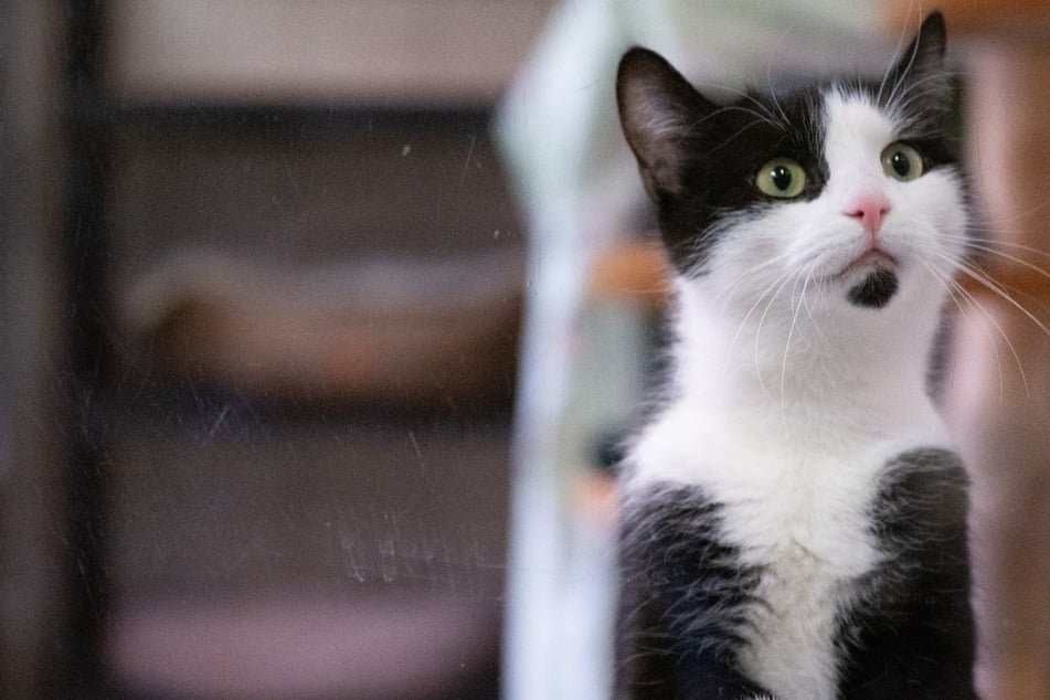 Berlin: Katze ohne Untersuchung eingeschläfert? Tier kam mit geschwollener Pfote zum Arzt