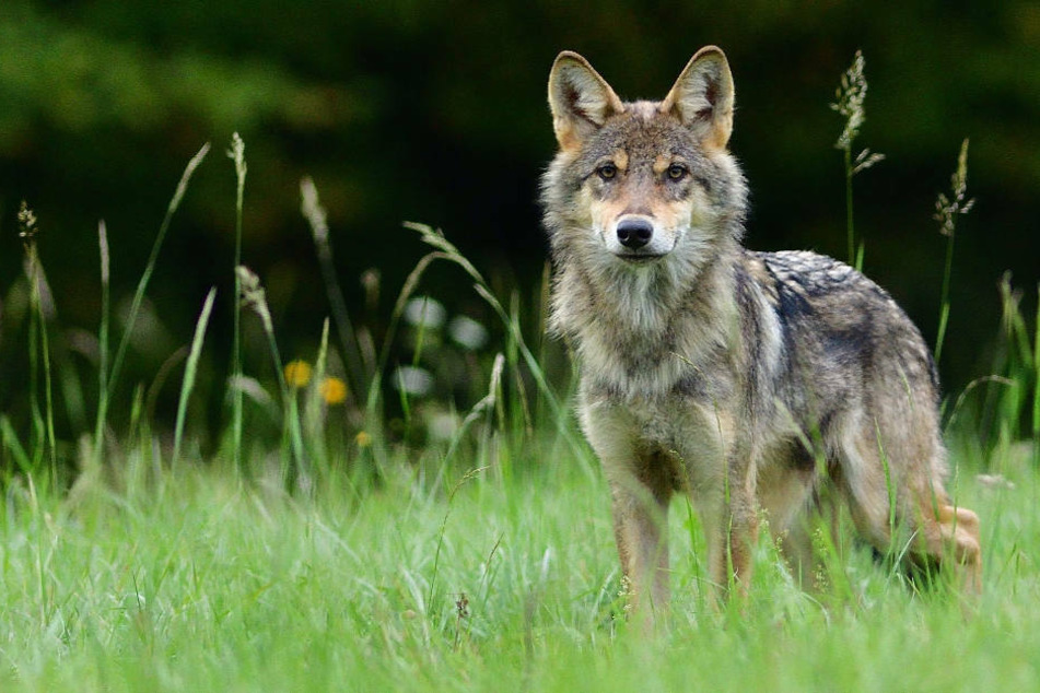 Am Sonntag wurde ein Wolf im mecklenburgischen Dudendorf von einer Erntemaschine erfasst und schwer verletzt. (Symbolfoto)