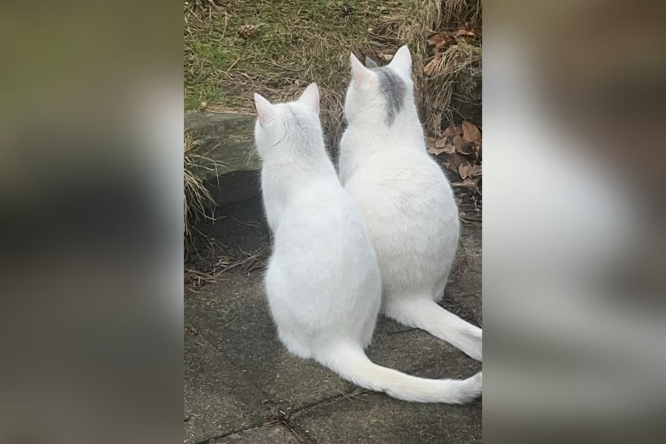 Wer ist auf diesem Bild eigentlich die Katzenmutter?