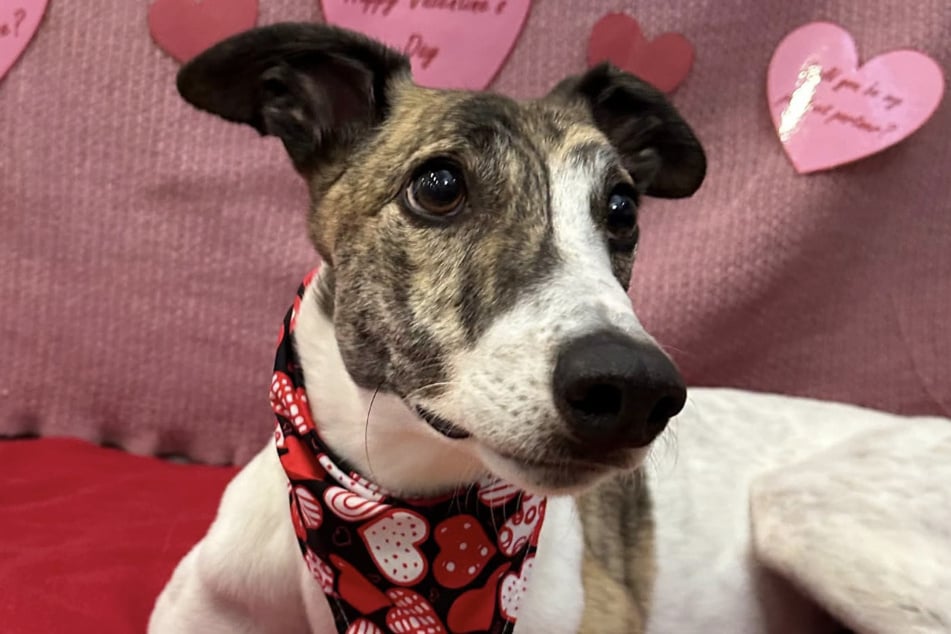 Hund Danny hat bereits nach wenigen Wochen viel Freude in sein neues Zuhause gebracht.