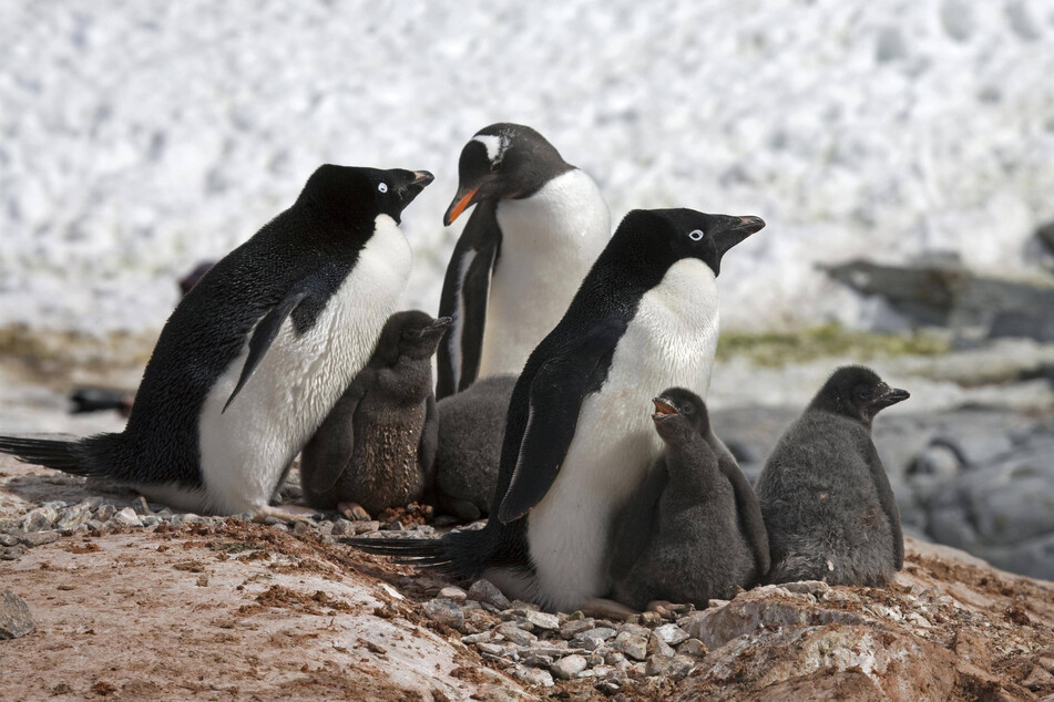 Bird flu attacks Antarctic penguins: "Many more are dying"