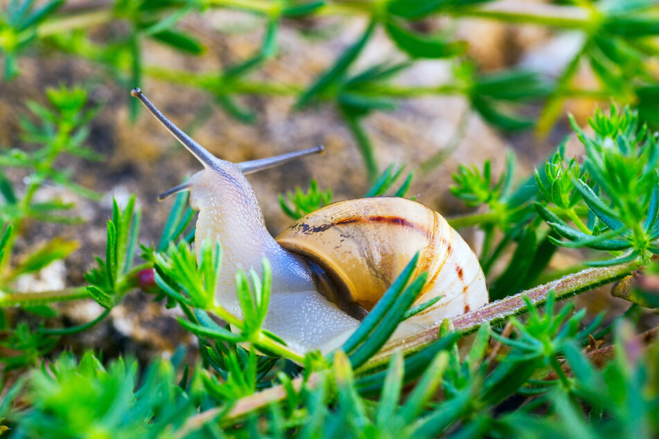 Schnecken frustrieren seit jeher jeden Heimgärtner. (Symbolfoto)