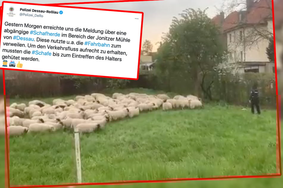 Aufnahme aus dem Video: Nachdem die Schafe von der Straße getrieben worden waren, mussten die Beamten sie noch bis zum Eintreffen des Halters behüten.