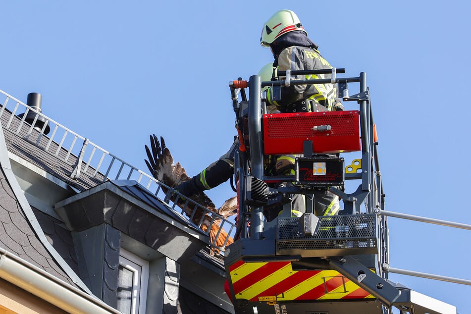 Die Feuerwehr befreite am Dienstagmorgen einen großen Greifvogel von einem Dach eines Mehrfamilienhauses.