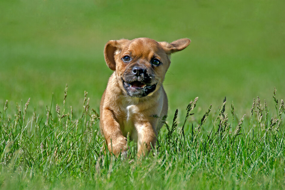 Puggles are adorable little designer dogs.