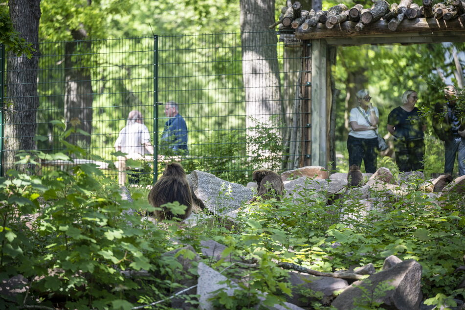 Das Dschelada-Gehege ist eine der beiden neuen Anlagen im Tierpark. Nachbarn der kleinen Paviane sind künftig die Steinböcke.