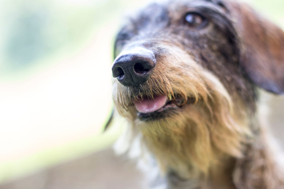 Eine Rauhaardackel-Dame hat für Aufsehen auf der A3 gesorgt. (Symbolfoto)