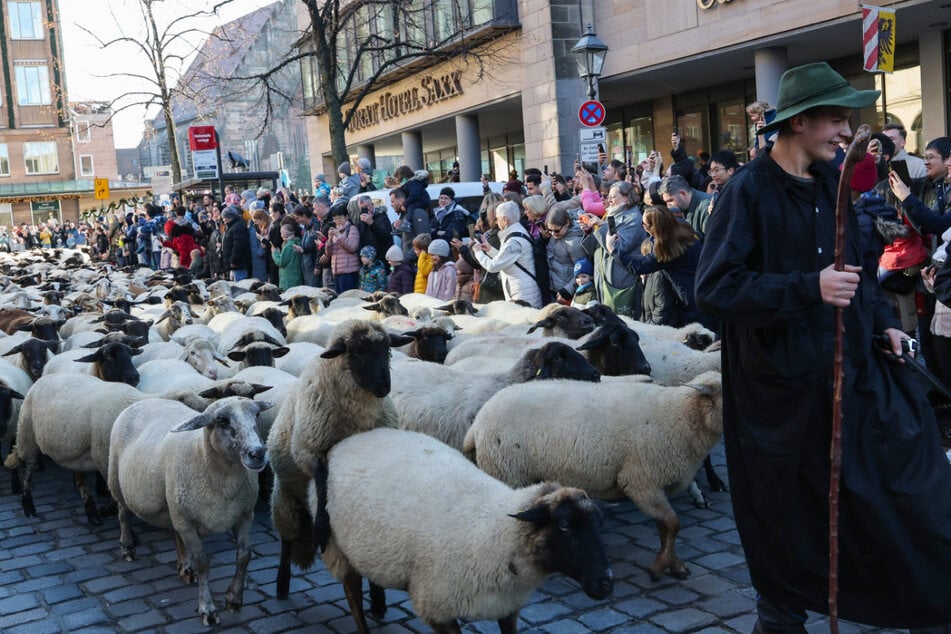 Po celém Norimberku se přibližně 600 ovcí přesouvalo ze svých letních pastvin na zimní pastviny.