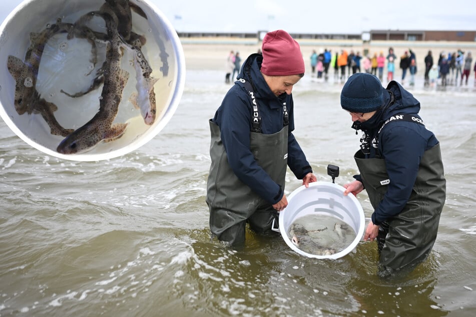 Nach Buckelwal "Timmy": Jetzt werden auch Haie in der Nordsee entlassen