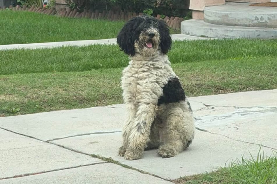 Treu wartete dieser ausgesetzte Hund auf jemanden, der nie wieder kam.