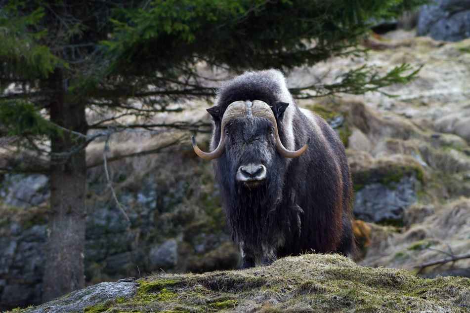 A court services officer was attacked and killed by a wild muskox outside his home near Nome, Alaska on Tuesday.