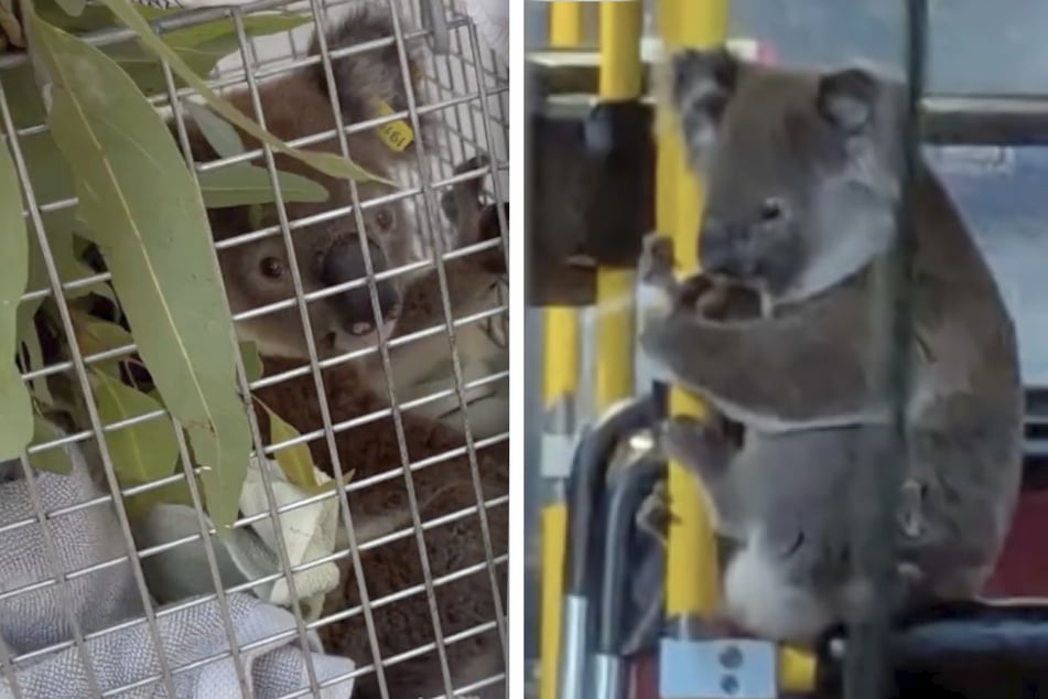 Gerettet von der Straße: Was dieser kleine Koala dann im Bus macht, lässt Herzen schmelzen