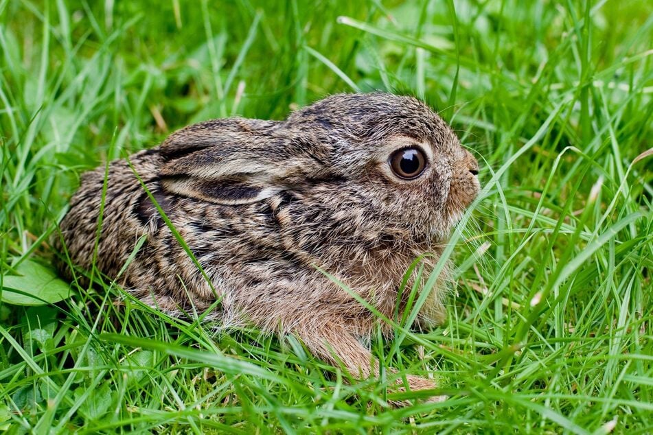 Wahnsinnig süß: ein Feldhasen-Baby im Gras. Doch die Tiere sollten weder angefasst noch mitgenommen werden.