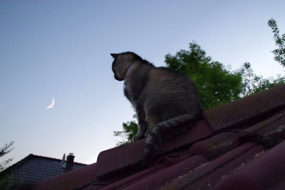 Ist Deine Katze vielleicht eine nachtaktive Luna?