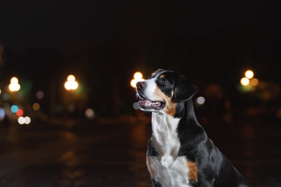 Grundsätzlich fürchten sich Hunde nicht im Dunkeln.