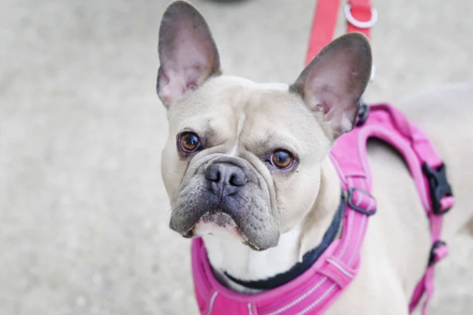 Die Französische Bulldogge wünscht sich eine klare Führung.