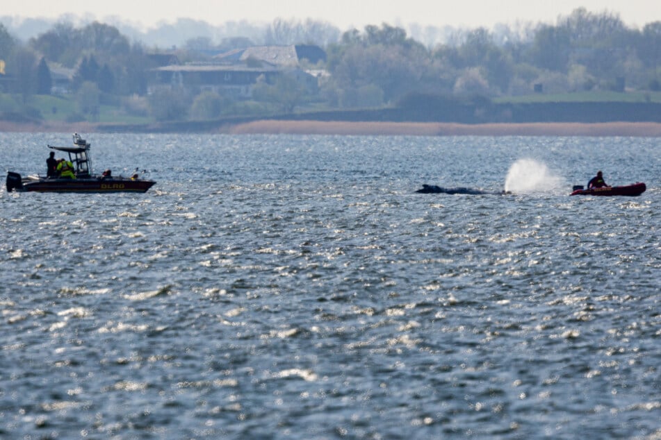 Der Wal hat es bereits bis zum Ausgang der Bucht geschafft. Seit mehr als zwei Stunden bewegt er sich aber nicht mehr vom Fleck.