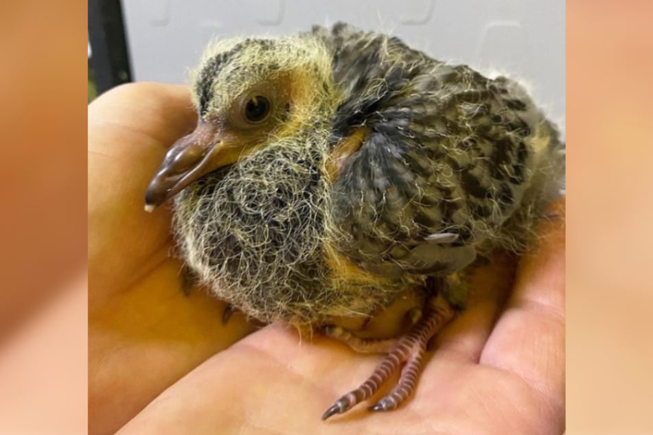 Wie sehen eigentlich Baby-Tauben aus? Das Tierheim Köln-Dellbrück hat bei Instagram ein Bild des ersten Taubenkükens 2021 geteilt - der Anblick überraschte.