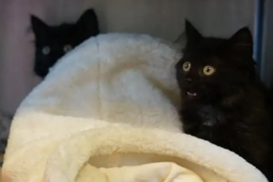 Die zauberhaften Schwestern gehören zusammen: Wer schenkt Kätzchen Nova, Midnight und Star ein Zuhause?