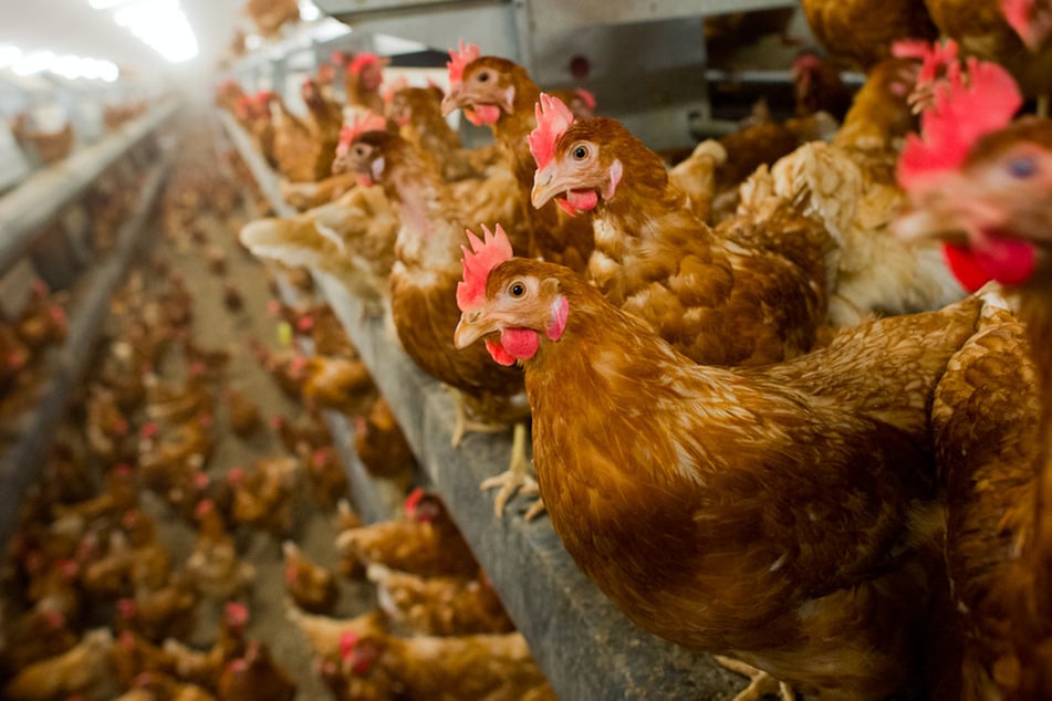 Geflügelfleisch ist die bedeutendste Infektionsquelle mit Campylobacter-Bakterien.