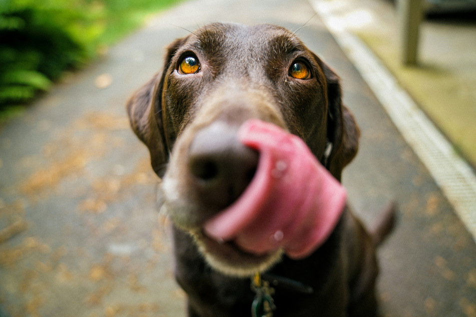 Dogs will find most nuts delicious, but not all nuts will be okay for them to eat.