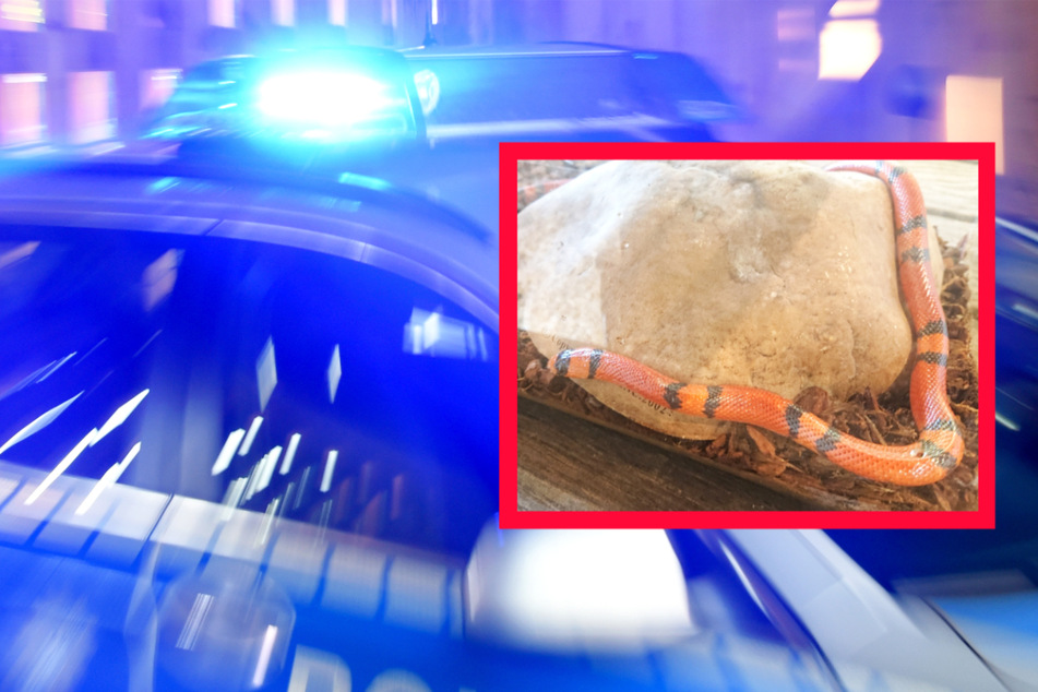 Diese exotische Schlange sorgte am Mittwoch im hessischen Dillenburg für Aufregung und einen Polizei-Einsatz.