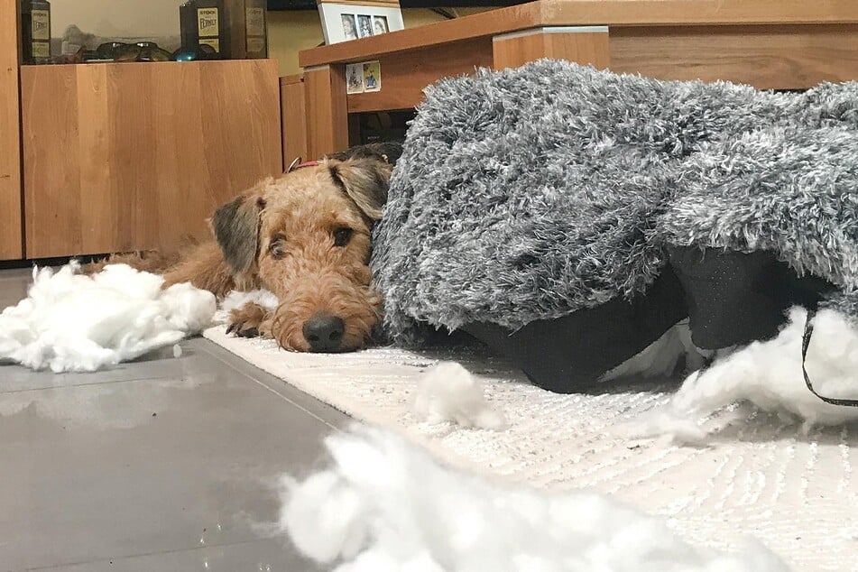 Buddy tanzt seiner Familie auf der Nase herum.