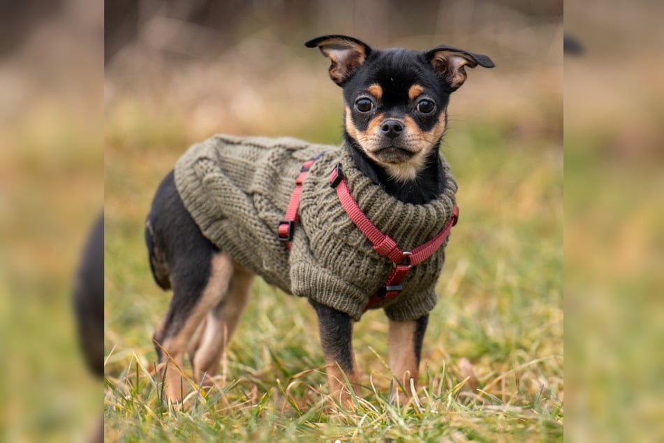 Der kleine Vierbeiner ist noch sehr verspielt und neugierig.